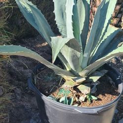 Agave 