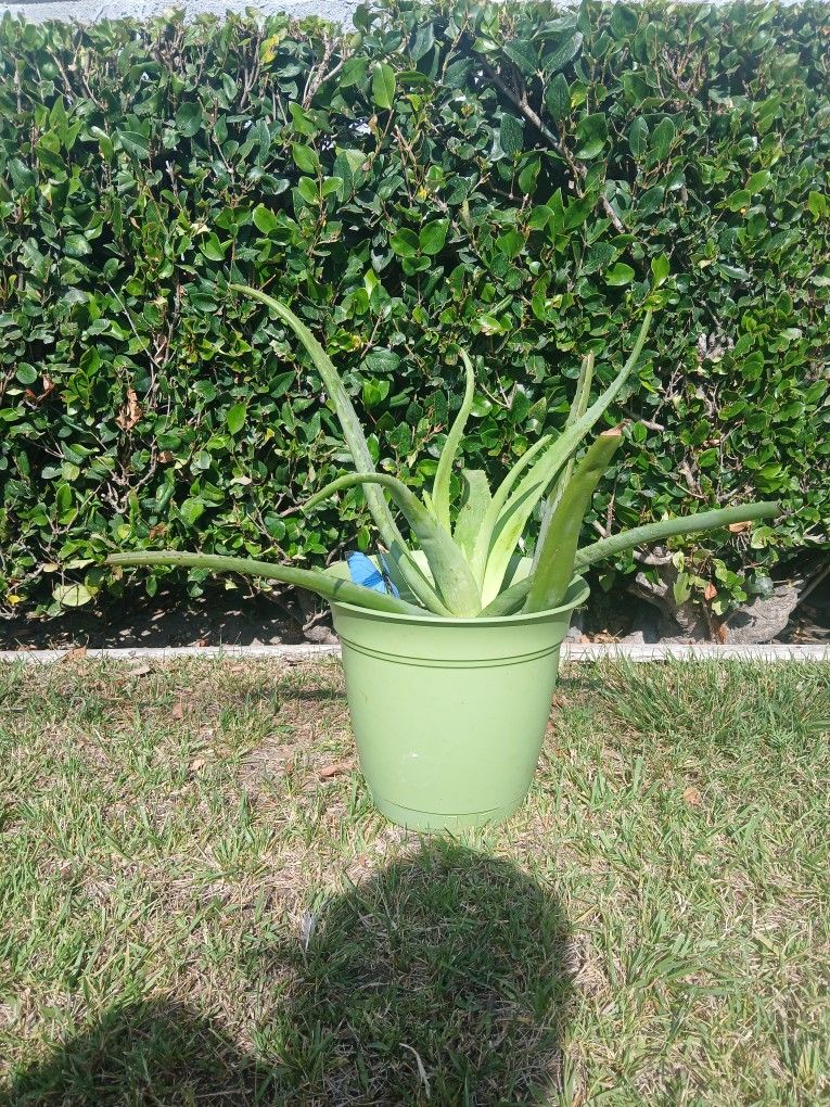ALOE VERA PLANT