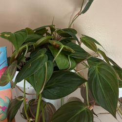 Philodendron Mican Cuttings 