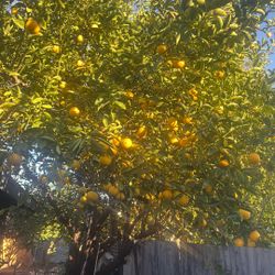 Limas Dulce $$2 La bolsa Estoy En Highland 