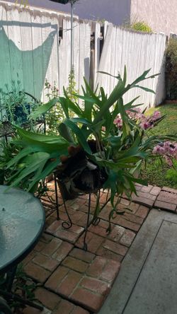 Giant Staghorn Fern