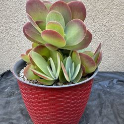 Flapjack Succulent Plant