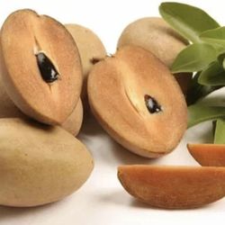 S2 Sapodilla Tree Exotic Sweet Fruit aka Manilkara zapota