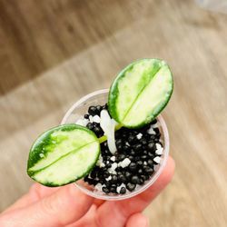 Hoya Mathilde Variegated