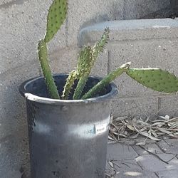 **** Sabrina's Succulents*****    *******Cactus******   SUCCULENTS ***Any Occasions*