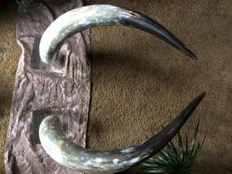 Bull Horns Mounted