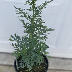 Rue Plant, In 1 Gallon Pot Pick Up Only