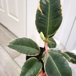 🌿Healthy Live Air Purifying Houseplant Variegated Rubber Plant 12"Tall In Pot 4" ~ Easy To Grow 