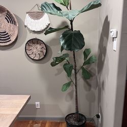 Fiddle Leaf Fig Plant 5’