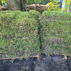 St Augustine Floratam 