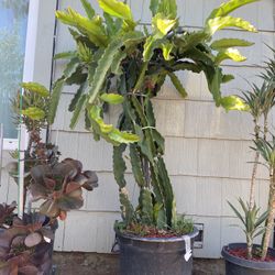 Dragonfruit Plant For Sale