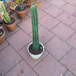 Cactus In White Ceramic Pot