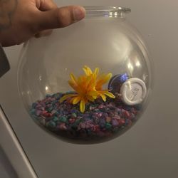 Fish Bowl Free