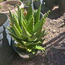 Aloe Vera 