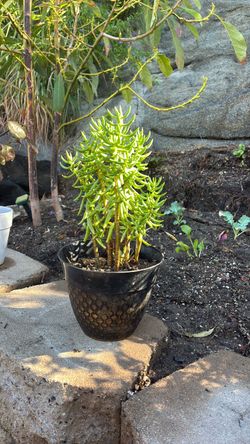 Miniature pine tree or tree of China succulent