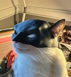 Batman Cat Mask