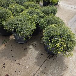 Yaupon Holly 7gallones 