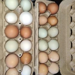 Farm Fresh Eggs