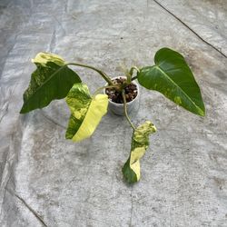 variegated philodendron domesticum