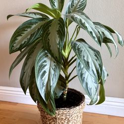 Plant Sterling, 33in