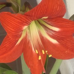 Amariliss a $5 cada una son  2