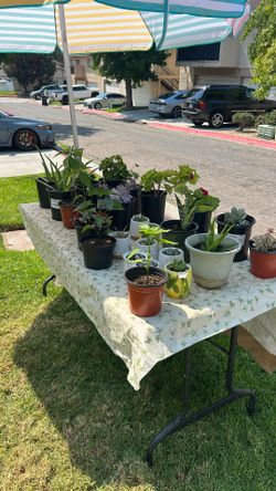Plants  $5 ea.