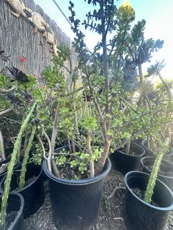 Elephant Bush, Plus Extra aeonium Succulents 