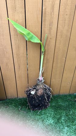 Organic Banana plant sapling