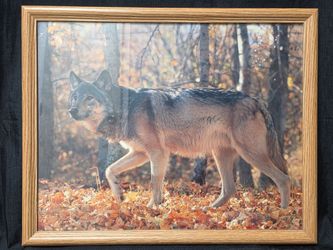 Framed Wolf Nature Photo Print