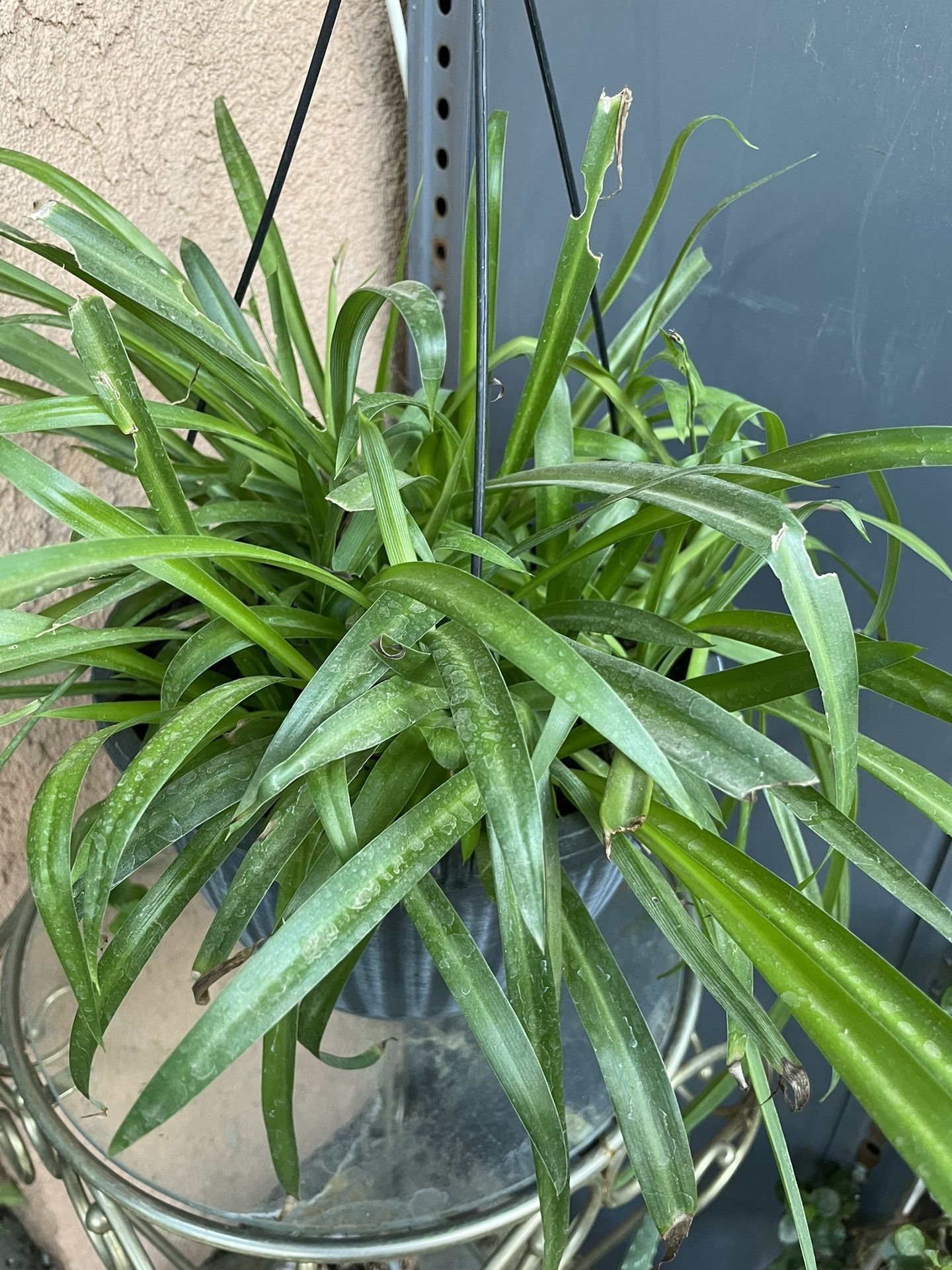 HERMOSAS PLANTAS NATURALES “ARAÑA PLANT