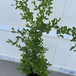 Wonderful pomegranate fruit tree plant in 5gl