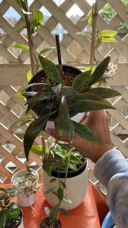 Hoya PARVIFLORA High Splash