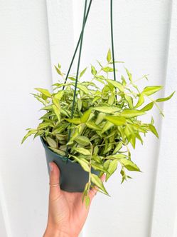 Hoya Bella Luis Bois Inner Variegated Plant 6" Pot - Indoor House Plants