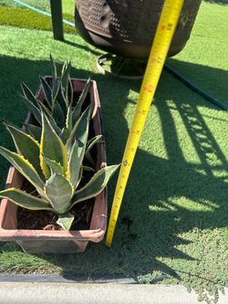 AGAVE DESMETIANA