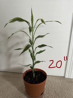 Live plants 20” and 27” tall