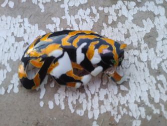 925 enamel cat brooch.