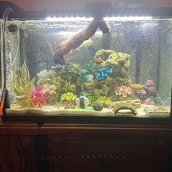 45-50 gallon fish tank with supplies and decor