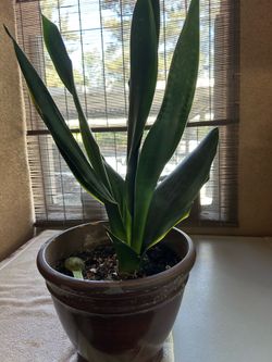Snake Plant in Ceramic Pot 8”x26”