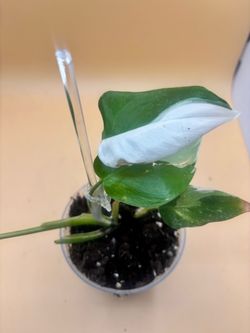 White princess philodendron