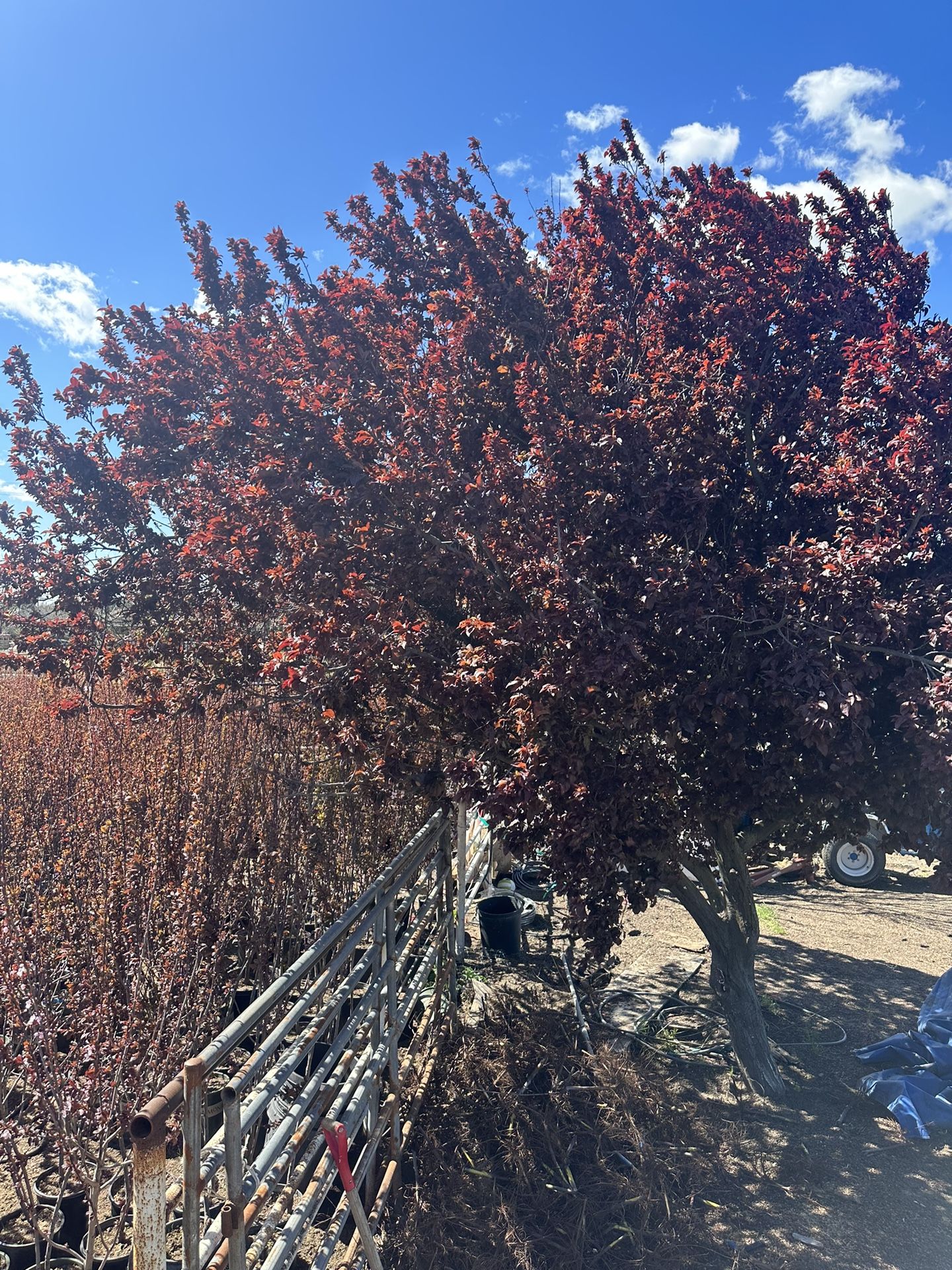 Árbol De Sombra