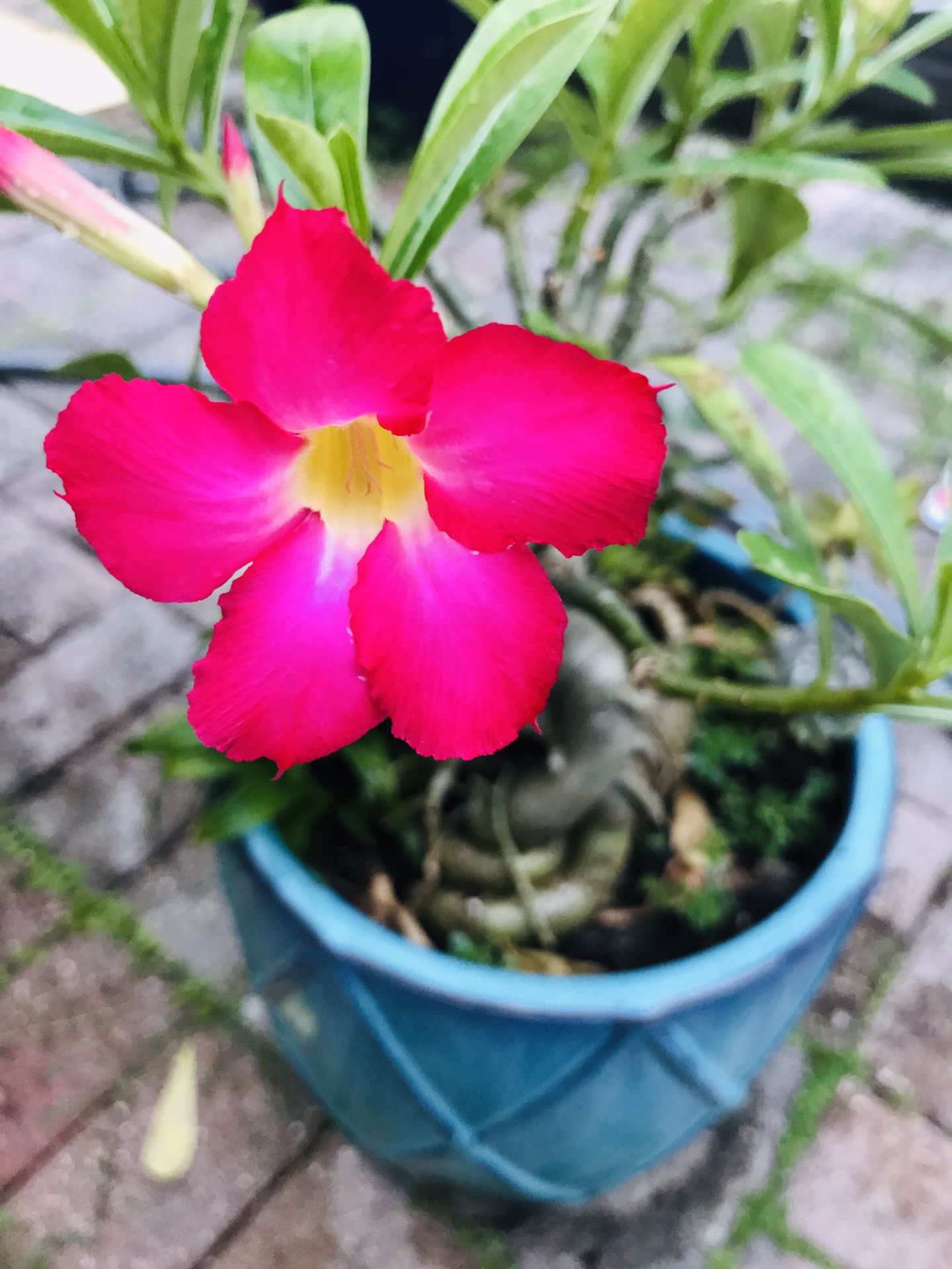 Dessert Rose Adenium Bonsai Plant