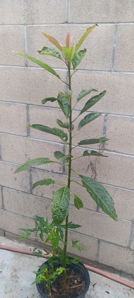 Haas Avocado Tree Papaya Saplings Aguacate Y Papaya
