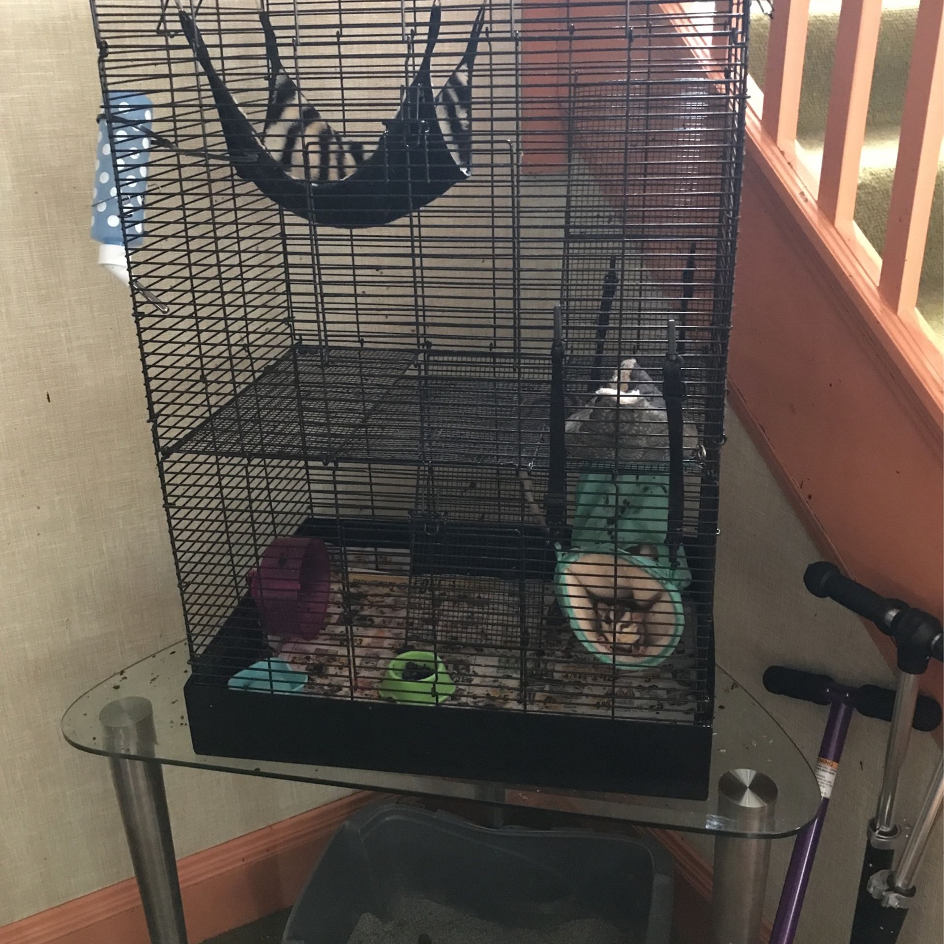 Sugar Gliders For Sale Everything Included