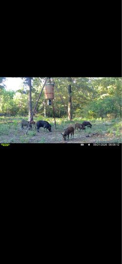 Hog hunts