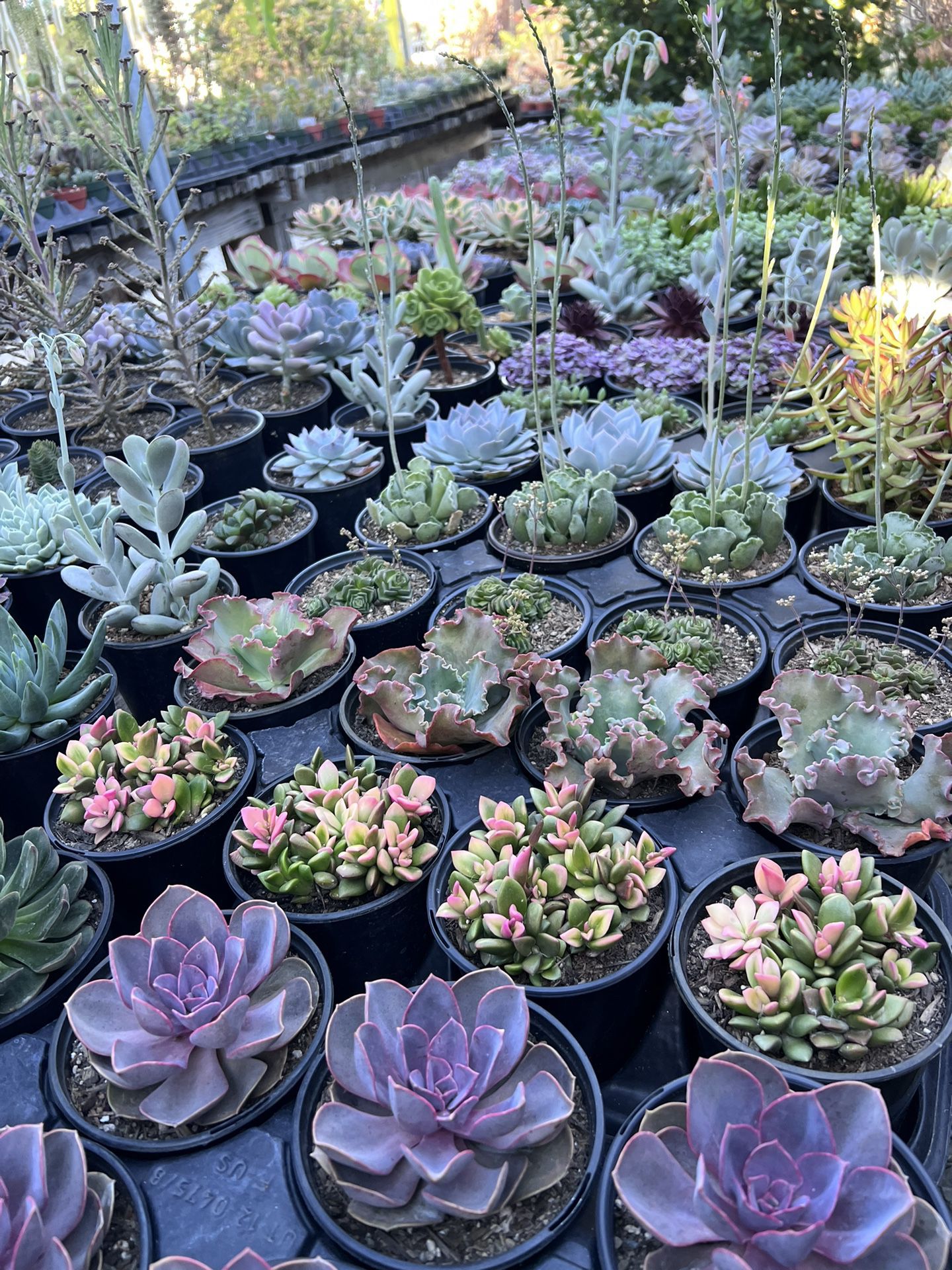 Succulents And Cacti 