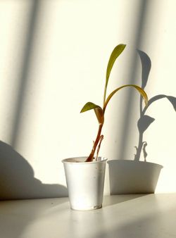 Rare Leopard Peace Lily Plant/ House Plant/ Indoor Plant Flower Patio Garden