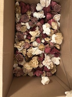 Sola flowers