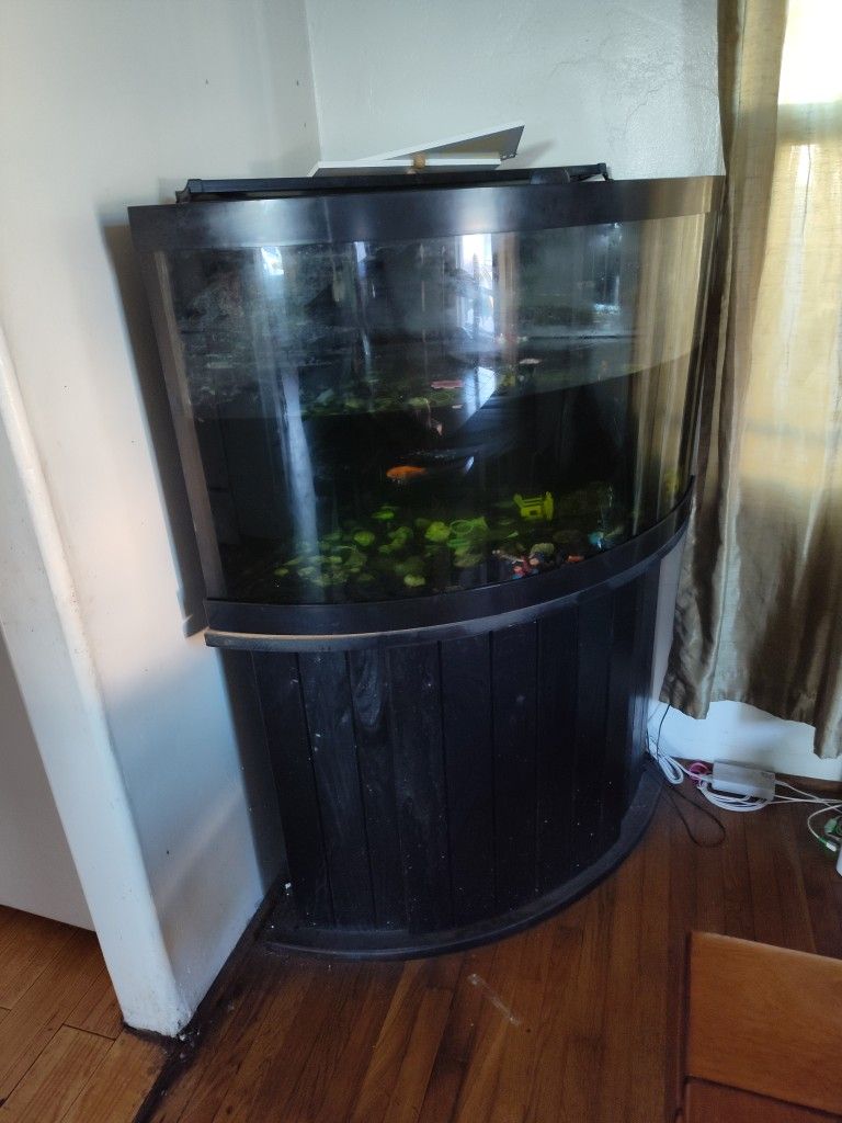 55 Gallon Fish Tank