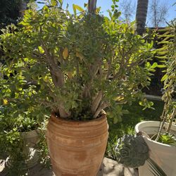 Large Jade Plants in Pots