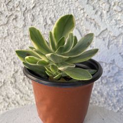 4 Inch Pot Succulent Plant - Crassula Swaziensis Variegata - Money Maker Variegated - Rooted & Established - Drought Resistant 🪴